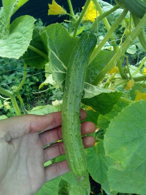 2014_gradinarit_32 - 2014_10_Gradinarit