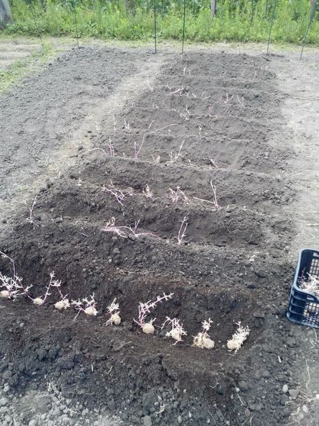 2014_gradinarit_33 - 2014_10_Gradinarit