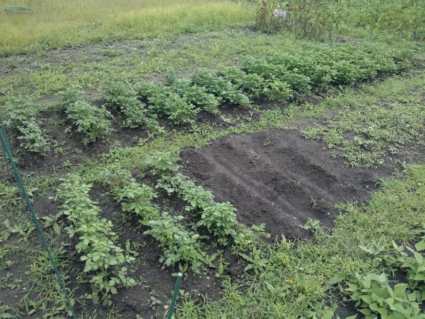 2014_gradinarit_34 - 2014_10_Gradinarit