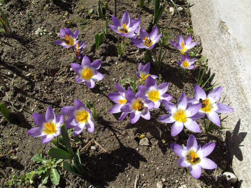 2013_fl_primavara_4 - 2013_03_Flori de primavara