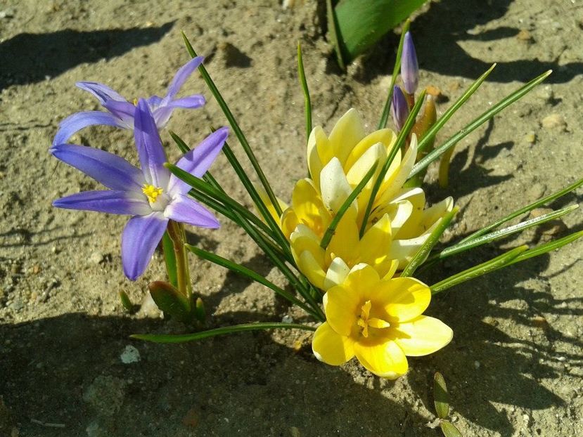 2013_fl_primavara_8 - 2013_03_Flori de primavara