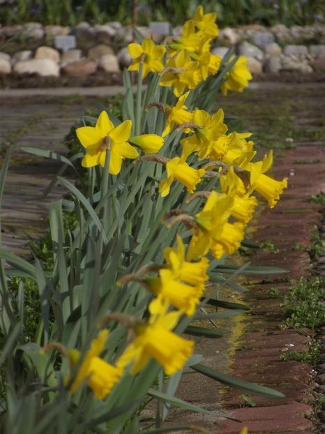 2013_fl_primavara_12 - 2013_03_Flori de primavara