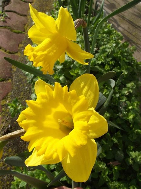 2013_fl_primavara_13 - 2013_03_Flori de primavara