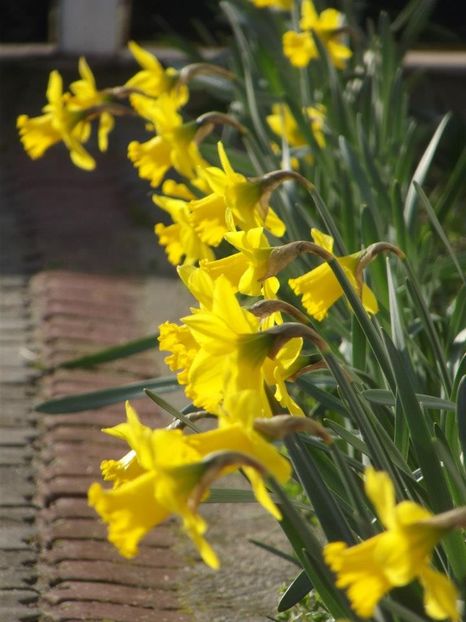 2013_fl_primavara_14 - 2013_03_Flori de primavara