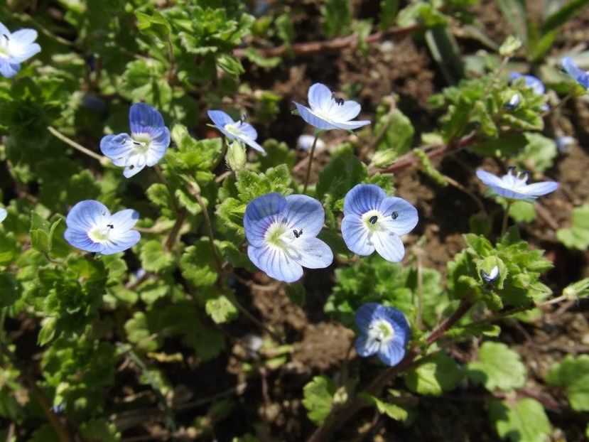 2013_fl_primavara_15 - 2013_03_Flori de primavara