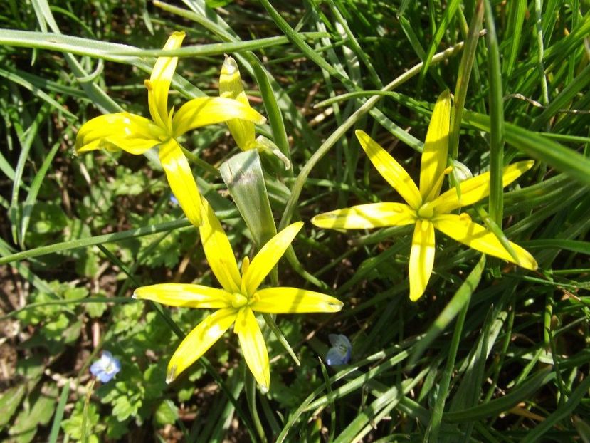 2013_fl_primavara_16 - 2013_03_Flori de primavara