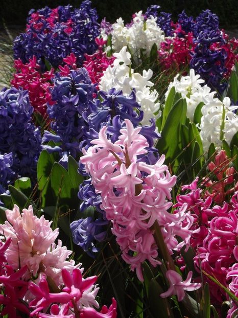 2013_fl_primavara_20 - 2013_03_Flori de primavara