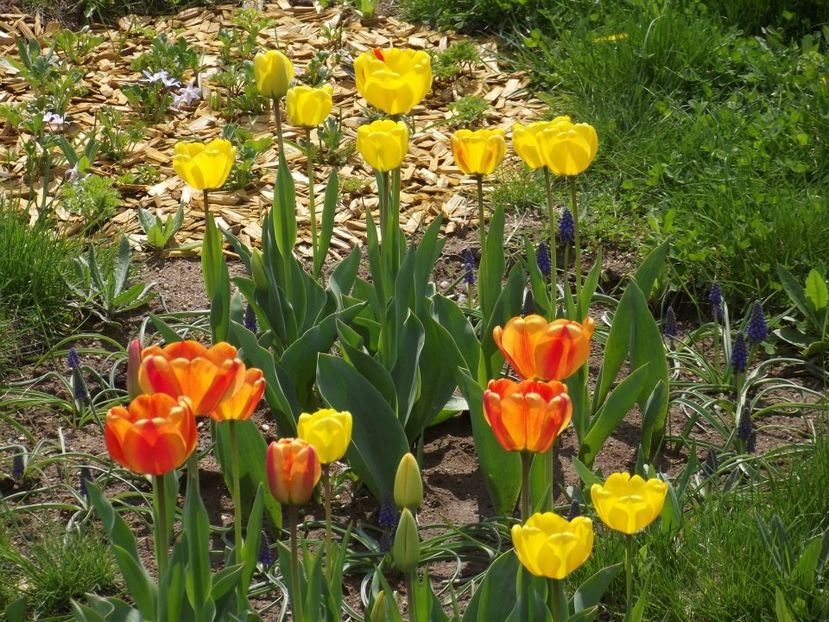 2013_fl_primavara_23 - 2013_03_Flori de primavara