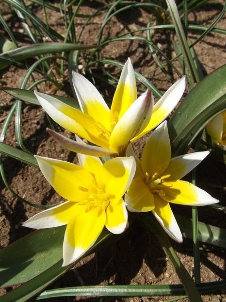 2013_fl_primavara_26 - 2013_03_Flori de primavara