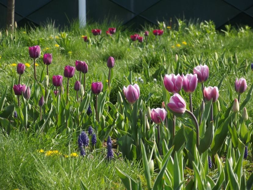 2013_fl_primavara_27 - 2013_03_Flori de primavara