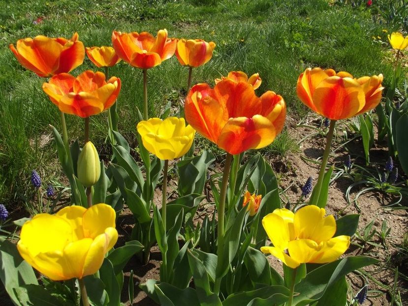 2013_fl_primavara_28 - 2013_03_Flori de primavara