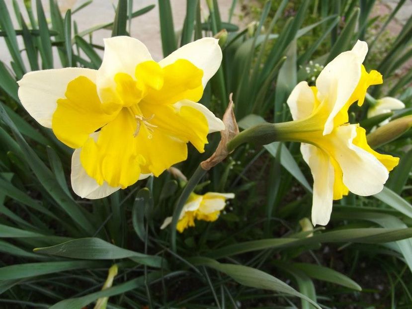 2013_fl_primavara_29 - 2013_03_Flori de primavara