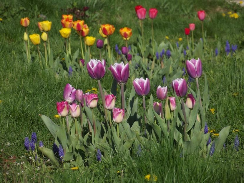 2013_fl_primavara_30 - 2013_03_Flori de primavara