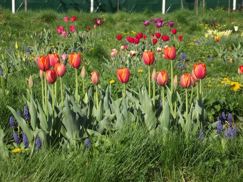 2013_fl_primavara_31 - 2013_03_Flori de primavara