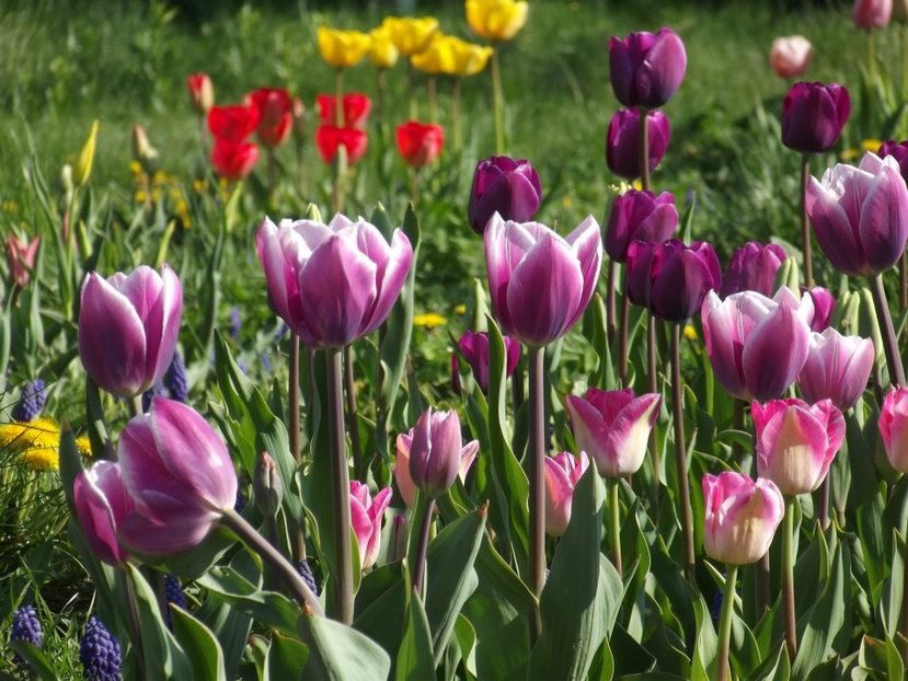 2013_fl_primavara_36 - 2013_03_Flori de primavara