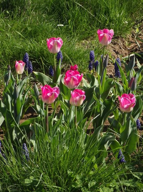 2013_fl_primavara_37 - 2013_03_Flori de primavara