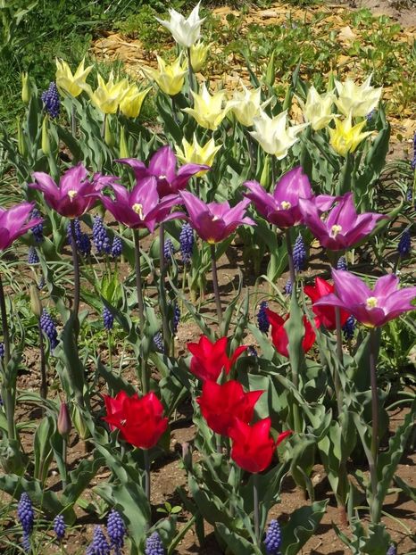 2013_fl_primavara_38 - 2013_03_Flori de primavara