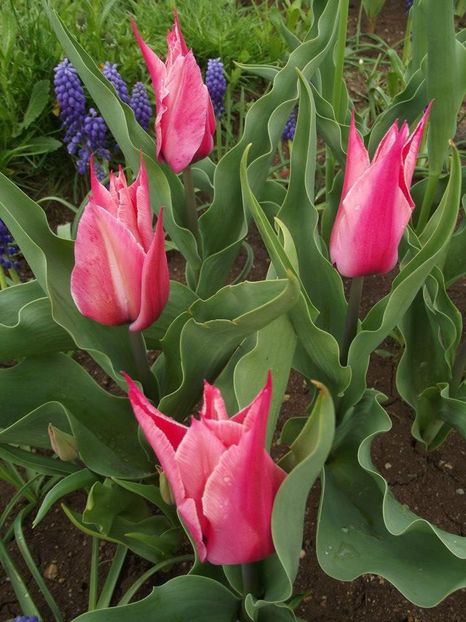 2013_fl_primavara_40 - 2013_03_Flori de primavara