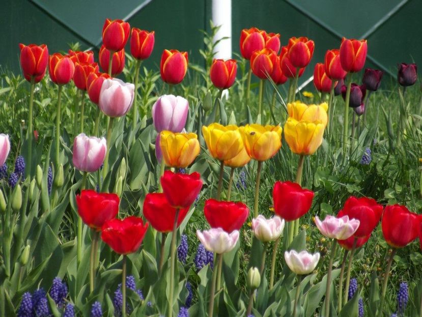 2013_fl_primavara_45 - 2013_03_Flori de primavara