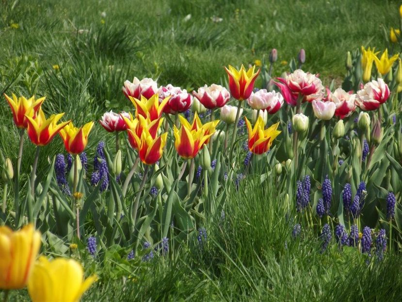 2013_fl_primavara_46 - 2013_03_Flori de primavara