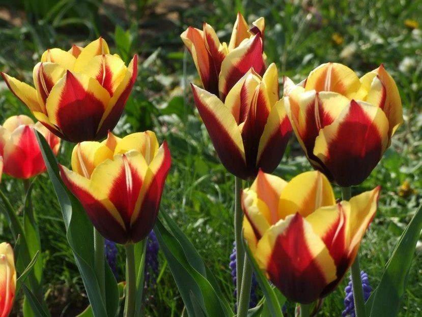 2013_fl_primavara_47 - 2013_03_Flori de primavara