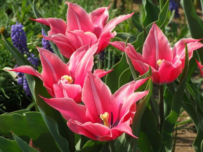 2013_fl_primavara_48 - 2013_03_Flori de primavara