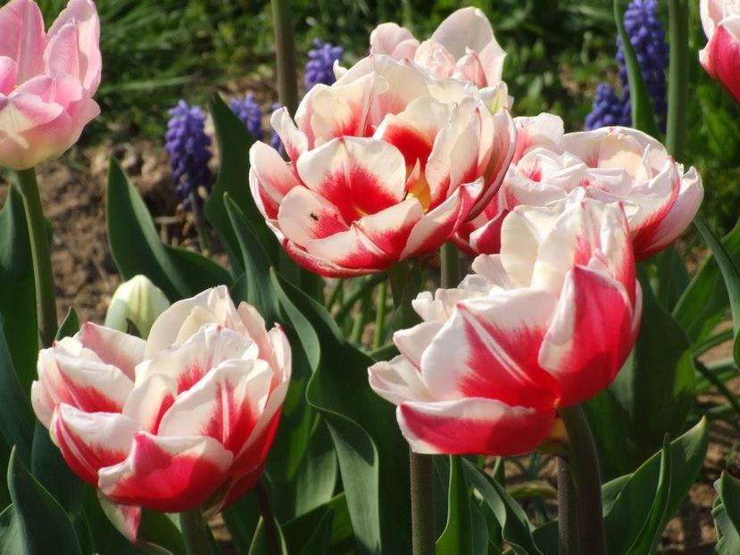 2013_fl_primavara_50 - 2013_03_Flori de primavara