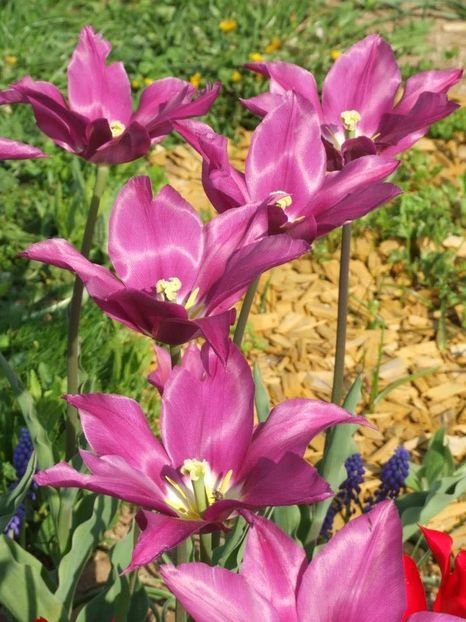 2013_fl_primavara_51 - 2013_03_Flori de primavara