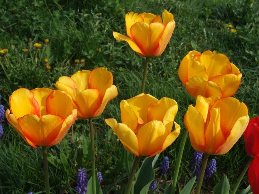 2013_fl_primavara_52 - 2013_03_Flori de primavara