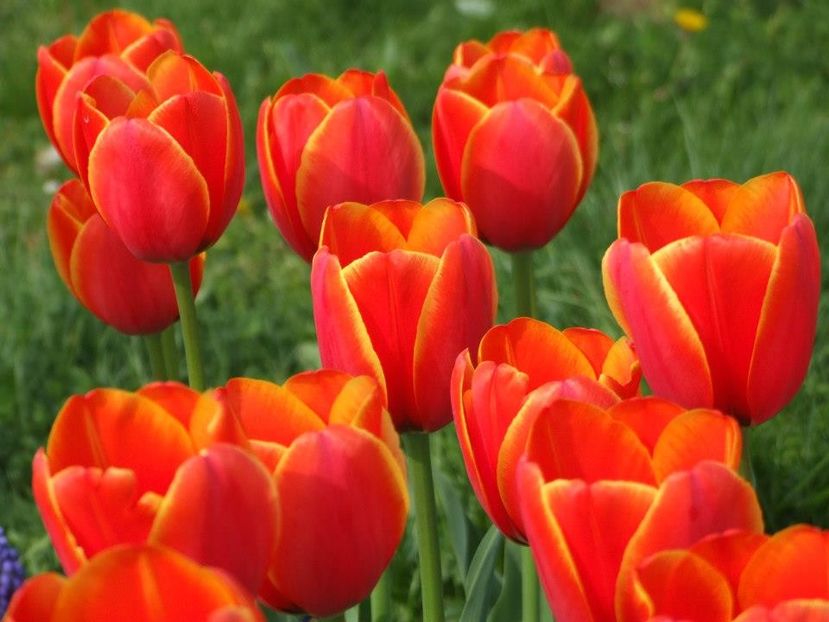 2013_fl_primavara_53 - 2013_03_Flori de primavara