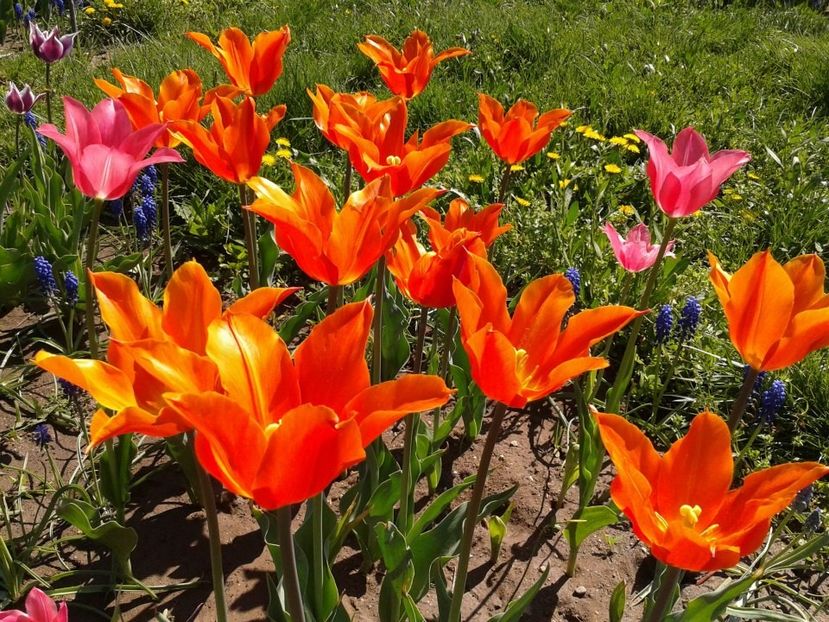 2013_fl_primavara_56 - 2013_03_Flori de primavara