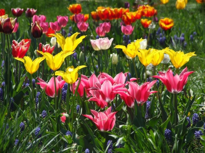 2013_fl_primavara_59 - 2013_03_Flori de primavara