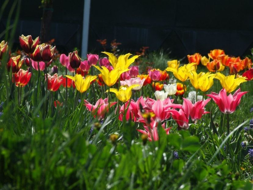 2013_fl_primavara_60 - 2013_03_Flori de primavara