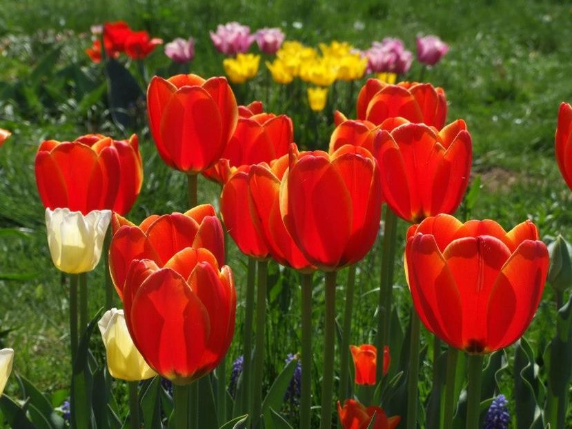 2013_fl_primavara_61 - 2013_03_Flori de primavara