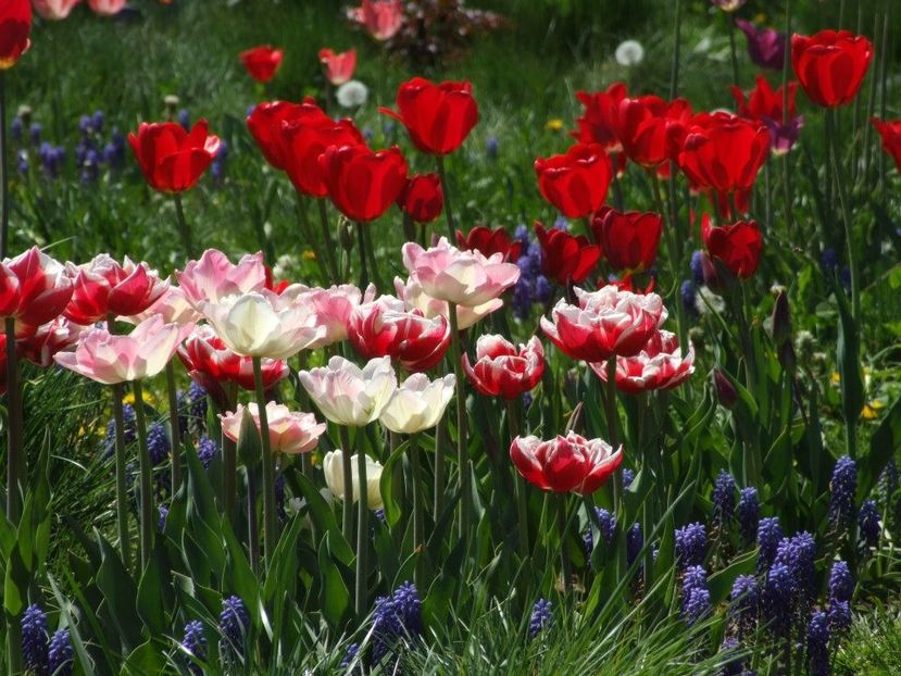 2013_fl_primavara_62 - 2013_03_Flori de primavara