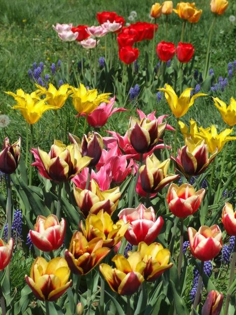 2013_fl_primavara_66 - 2013_03_Flori de primavara