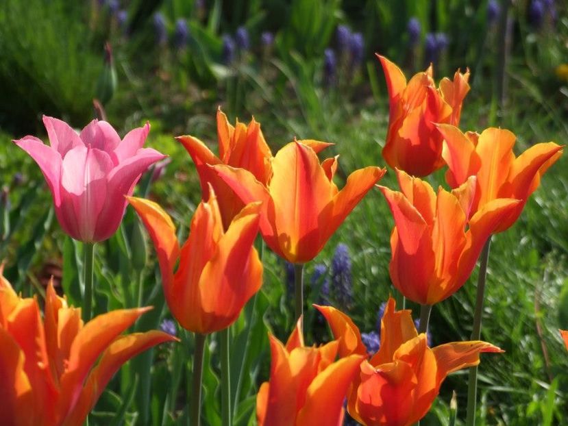 2013_fl_primavara_69 - 2013_03_Flori de primavara