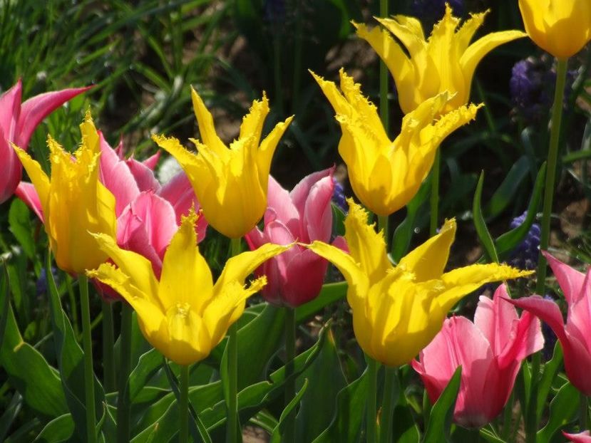 2013_fl_primavara_71 - 2013_03_Flori de primavara