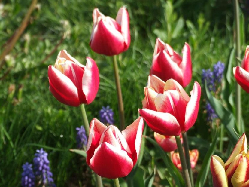 2013_fl_primavara_72 - 2013_03_Flori de primavara