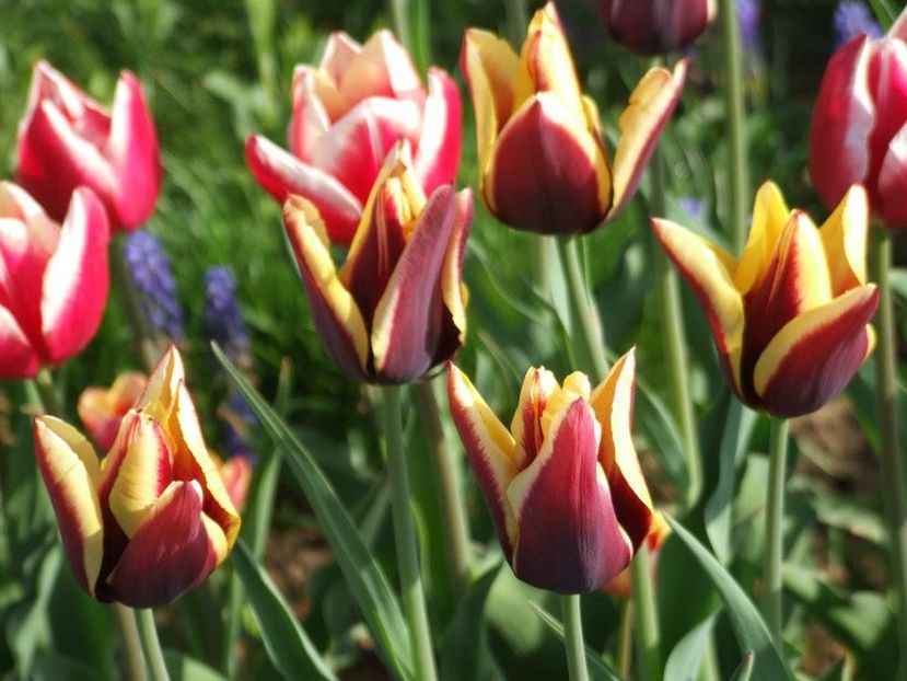 2013_fl_primavara_73 - 2013_03_Flori de primavara