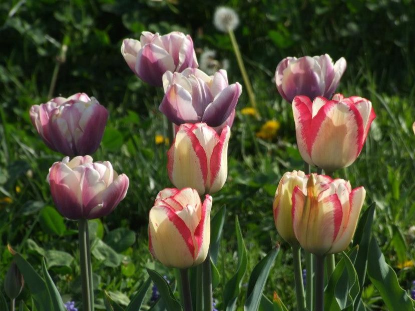 2013_fl_primavara_74 - 2013_03_Flori de primavara