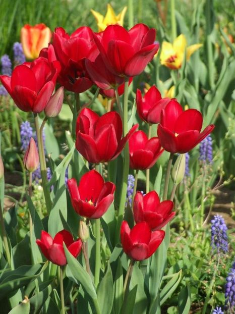 2013_fl_primavara_75 - 2013_03_Flori de primavara