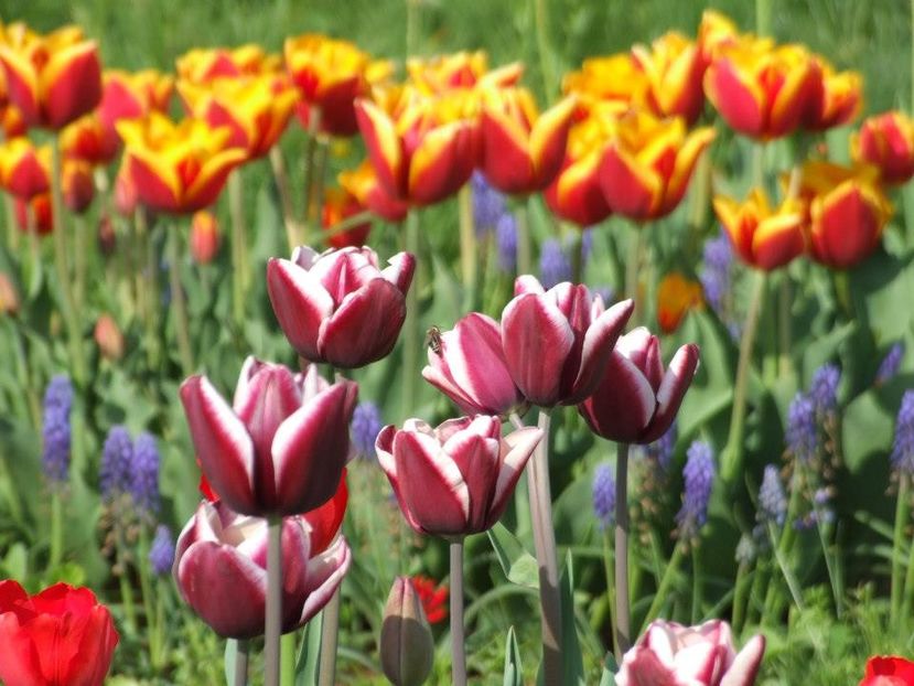 2013_fl_primavara_76 - 2013_03_Flori de primavara