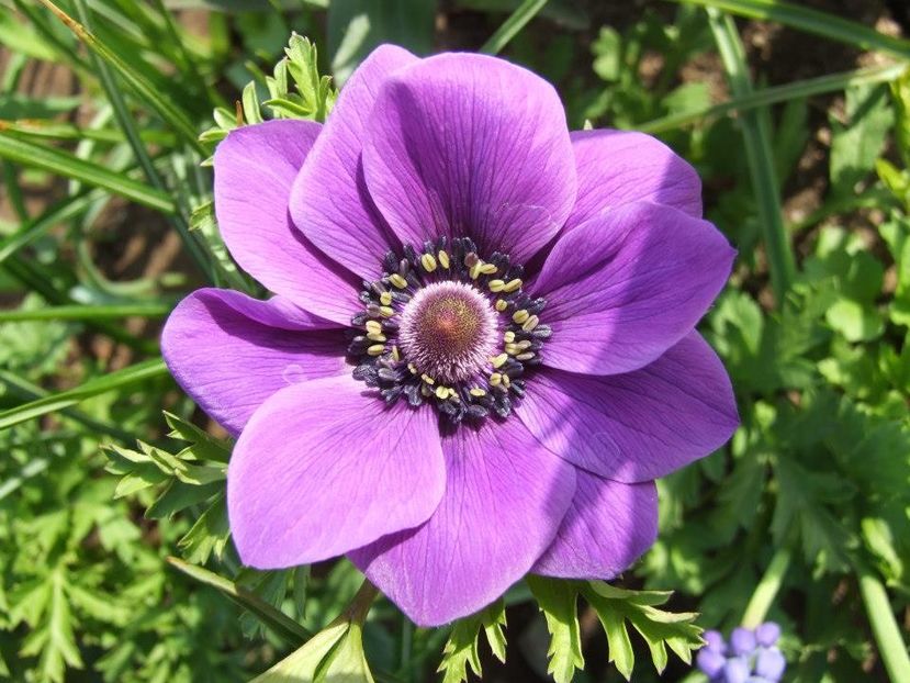 2013_fl_primavara_79 - 2013_03_Flori de primavara