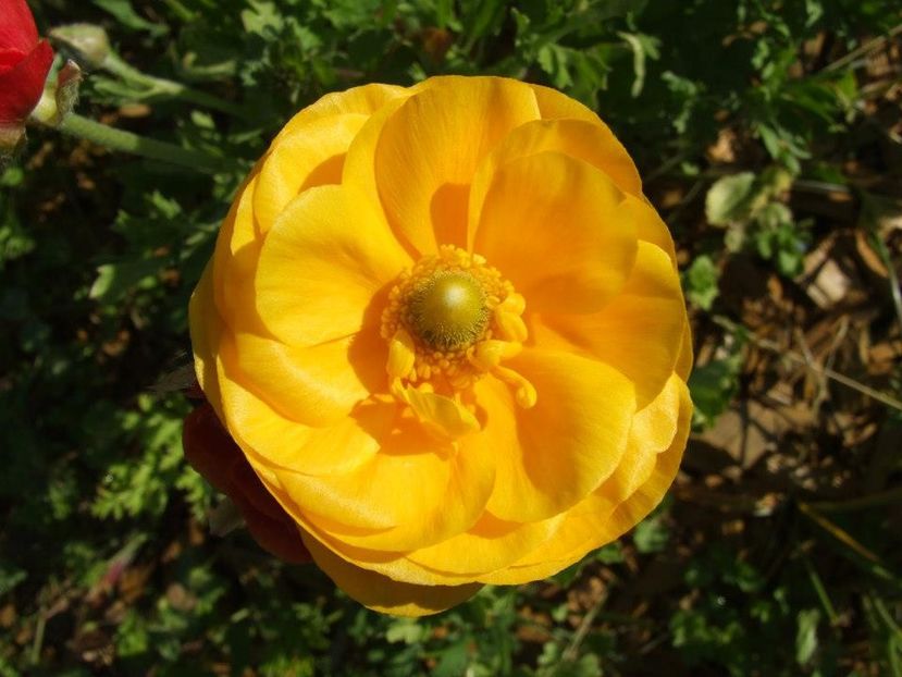 2013_ranunculus_6 - 2013_04_Ranunculus