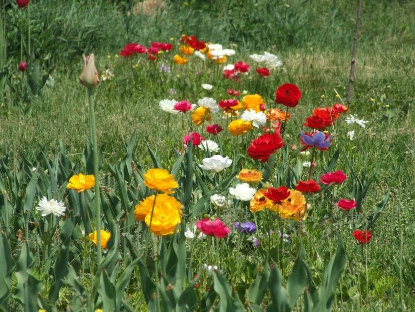 2013_ranunculus_30 - 2013_04_Ranunculus