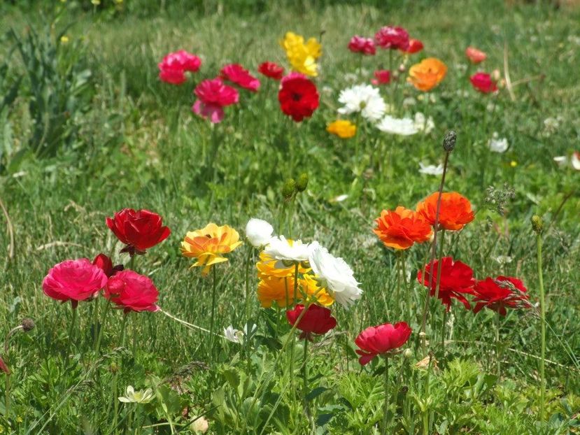 2013_ranunculus_31 - 2013_04_Ranunculus