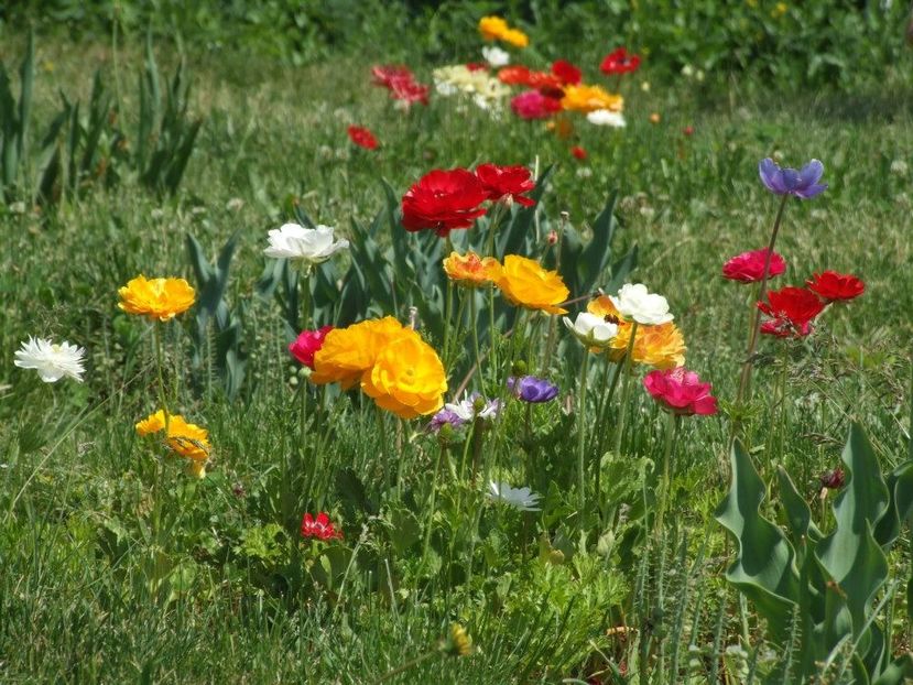 2013_ranunculus_32 - 2013_04_Ranunculus