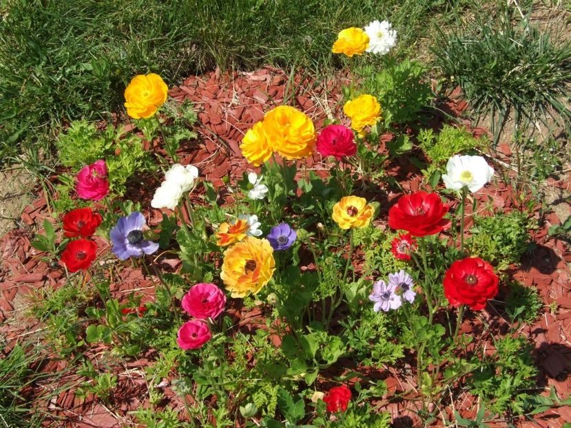 2013_ranunculus_33 - 2013_04_Ranunculus