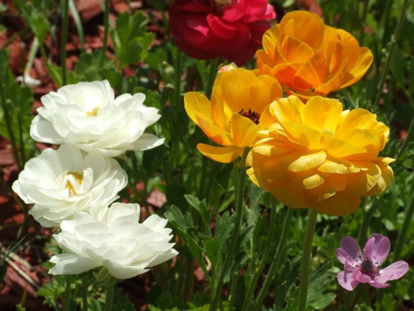 2013_ranunculus_41 - 2013_04_Ranunculus